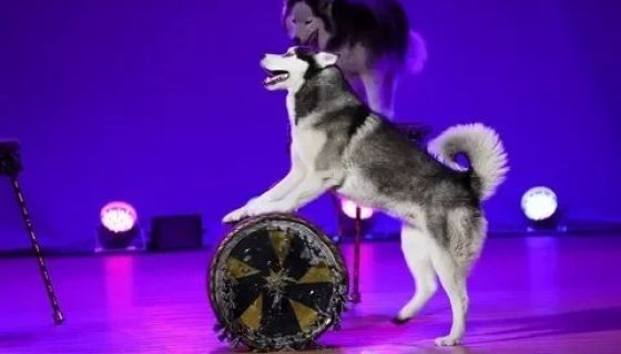 Цирк «Бурлеск», Усть-Илимск