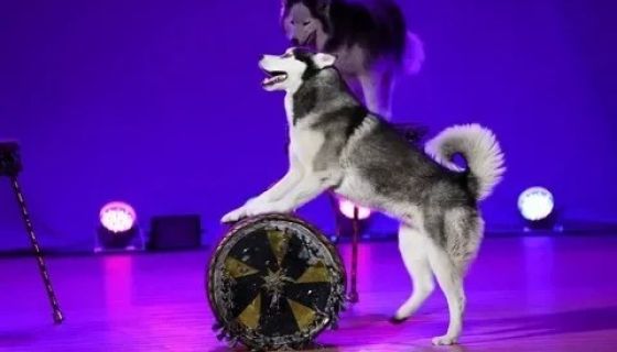 Цирк «Бурлеск», Тайшет