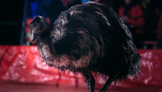 Цирк-шапито «Маска», Тайшет