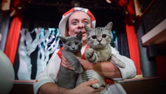 Дмитрий Куклачёв. Котобум, Братск